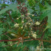 Ricinus communis L.